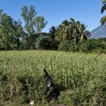 Sorghum plants growing in a field in El Salvador