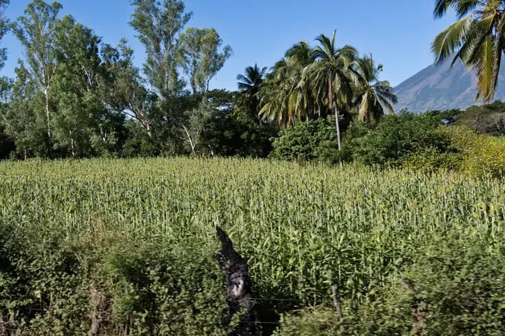 Sorghum plants growing in a field in El Salvador