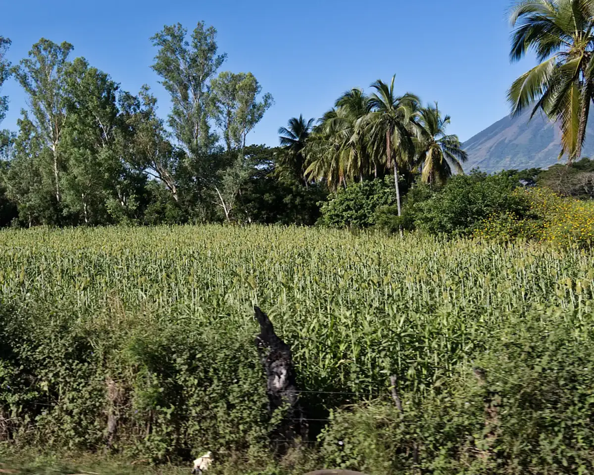 Sorghum plants growing in a field in El Salvador