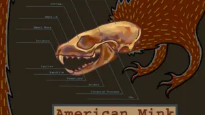 Utah Mink Farm H5N1 Outbreak: Genome Data Reveals Cattle-to-Mink Spillover