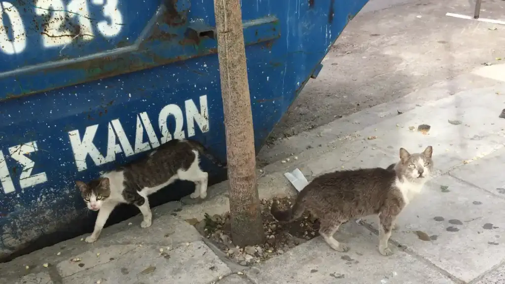 Two domestic cats sitting near containers and pavement in an urban alley corridor.