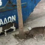 Two domestic cats sitting near containers and pavement in an urban alley corridor.