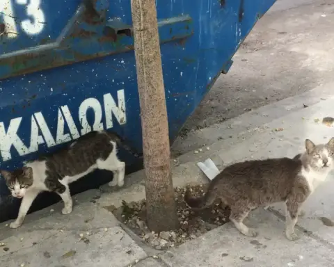 Two domestic cats sitting near containers and pavement in an urban alley corridor.