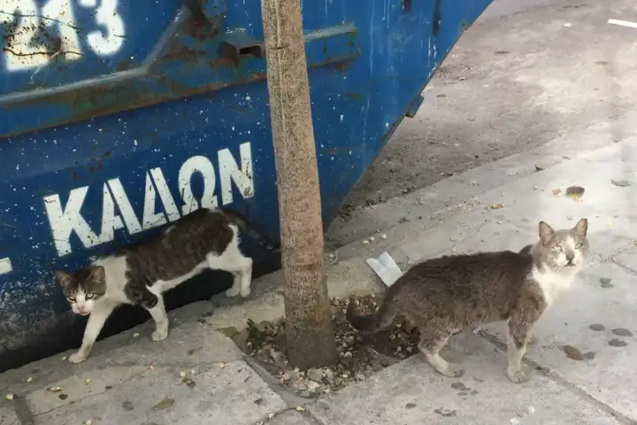 Two domestic cats sitting near containers and pavement in an urban alley corridor.