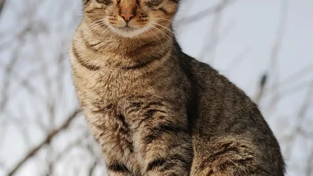 Portrait of a young tabby domestic cat looking toward the camera.
