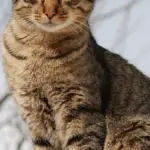 Portrait of a young tabby domestic cat looking toward the camera.