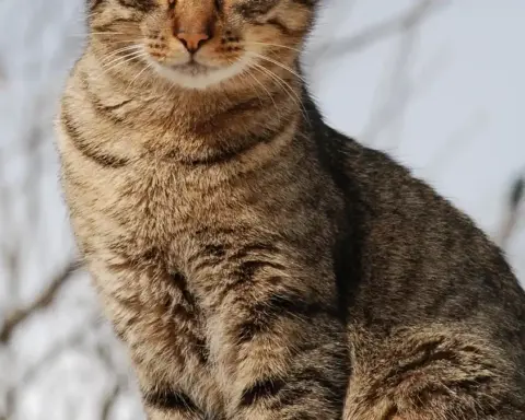 Portrait of a young tabby domestic cat looking toward the camera.