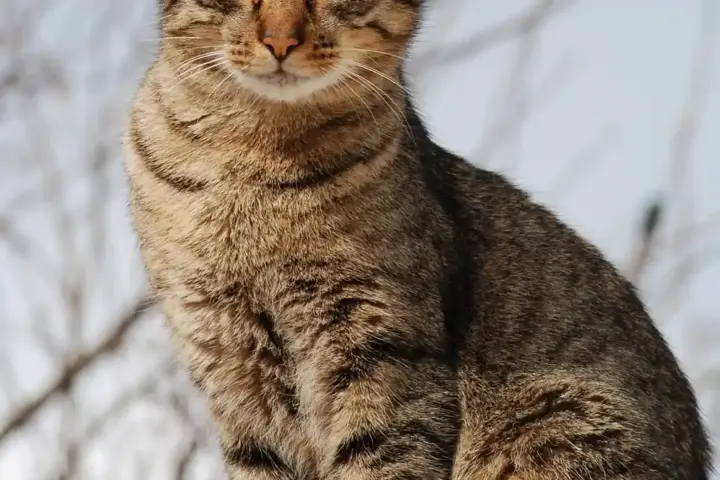 Portrait of a young tabby domestic cat looking toward the camera.