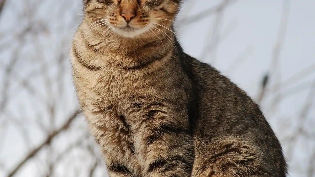 Portrait of a young tabby domestic cat looking toward the camera.