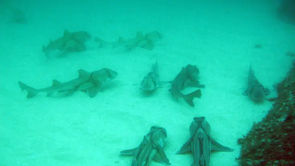 Group of Port Jackson sharks (Heterodontus portusjacksoni) resting together on a sandy seafloor