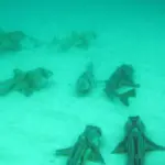 Group of Port Jackson sharks (Heterodontus portusjacksoni) resting together on a sandy seafloor