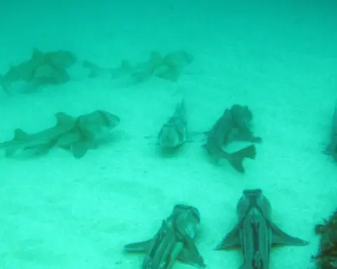 Group of Port Jackson sharks (Heterodontus portusjacksoni) resting together on a sandy seafloor