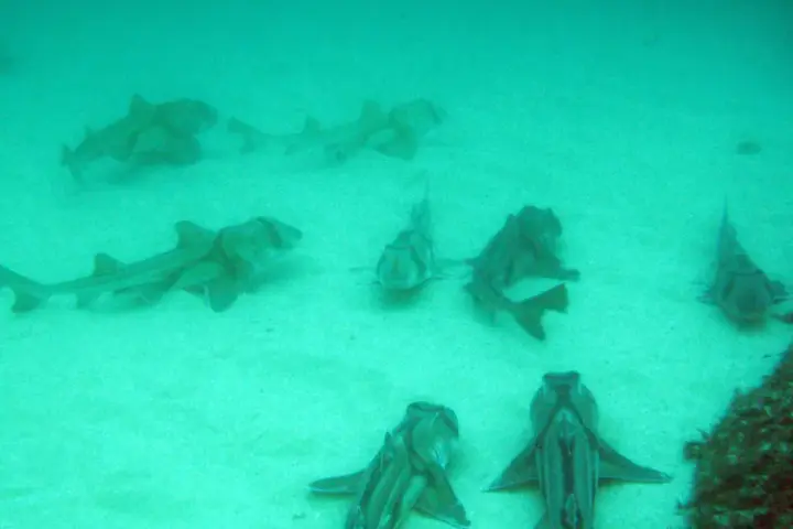 Group of Port Jackson sharks (Heterodontus portusjacksoni) resting together on a sandy seafloor