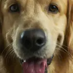 Dog in outdoor grass