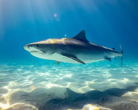 A great white shark surfaces in open ocean water with its pointed snout, mouth, and dorsal fin visible above the wake.