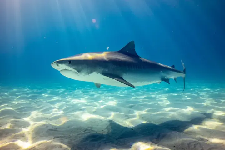 A great white shark surfaces in open ocean water with its pointed snout, mouth, and dorsal fin visible above the wake.