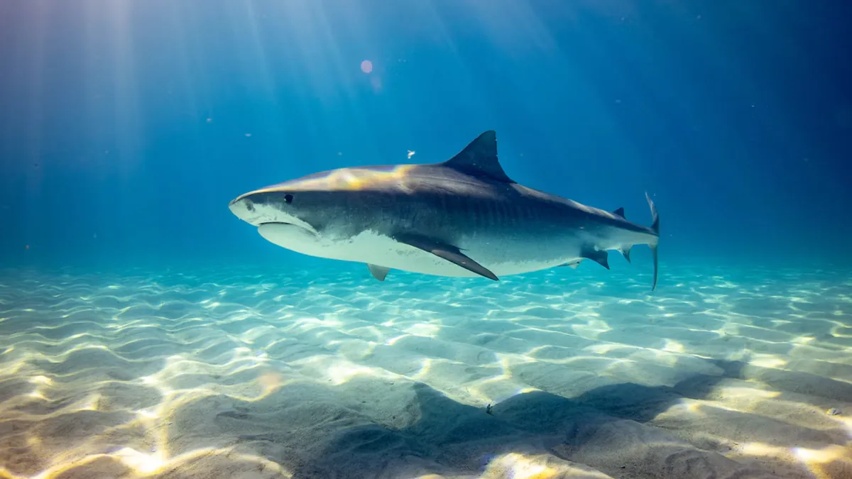 A great white shark surfaces in open ocean water with its pointed snout, mouth, and dorsal fin visible above the wake.