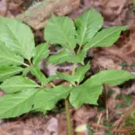 American ginseng roots, the product category in the Kwok Shing FDA recall