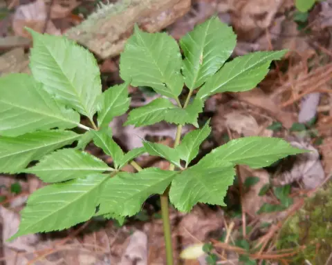 American ginseng roots, the product category in the Kwok Shing FDA recall