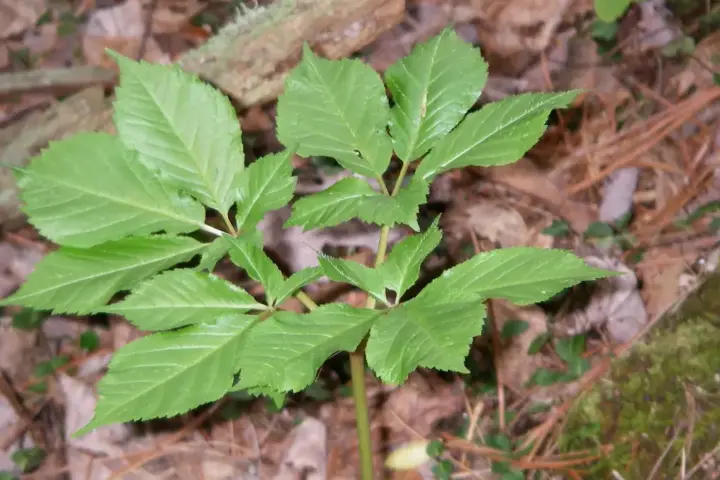 American ginseng roots, the product category in the Kwok Shing FDA recall