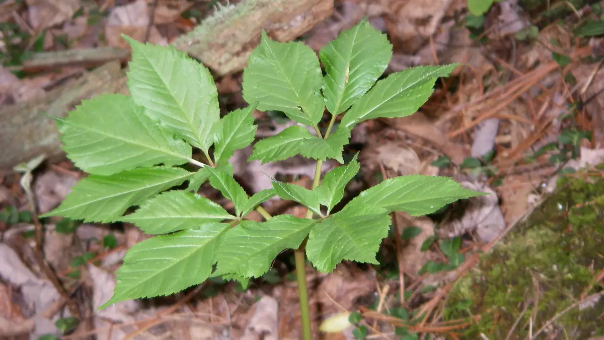American ginseng roots, the product category in the Kwok Shing FDA recall
