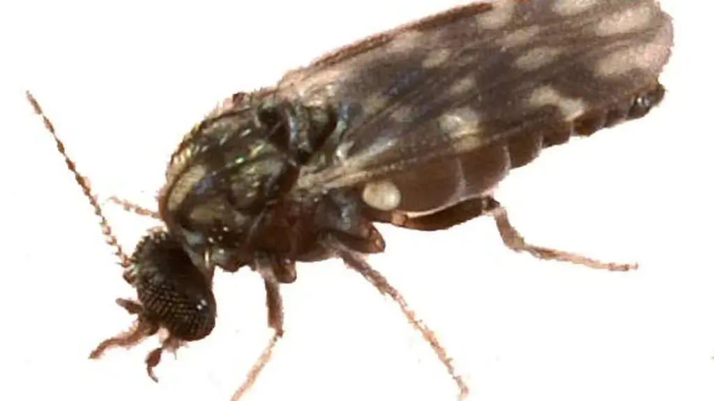 Close-up macro photograph of a Culicoides biting midge, the suspected vector in Europe's Shamonda virus cases