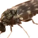 Close-up macro photograph of a Culicoides biting midge, the suspected vector in Europe's Shamonda virus cases