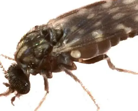 Close-up macro photograph of a Culicoides biting midge, the suspected vector in Europe's Shamonda virus cases