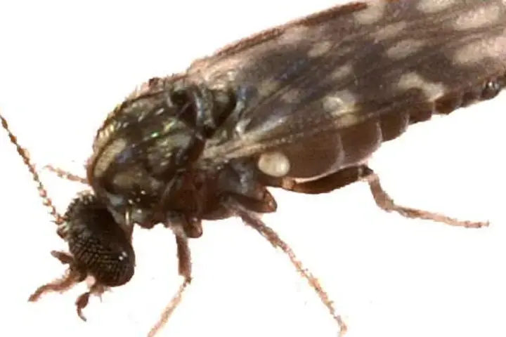 Close-up macro photograph of a Culicoides biting midge, the suspected vector in Europe's Shamonda virus cases