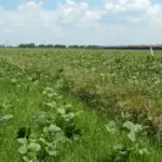 Green mung bean (Vigna radiata) crop growing in an open agricultural field