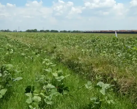 Green mung bean (Vigna radiata) crop growing in an open agricultural field