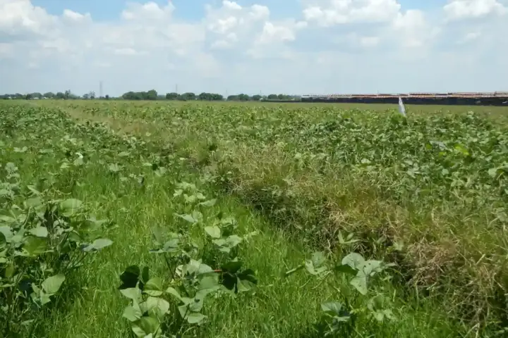 Green mung bean (Vigna radiata) crop growing in an open agricultural field