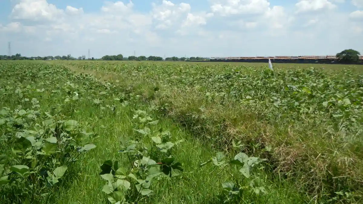 Green mung bean (Vigna radiata) crop growing in an open agricultural field