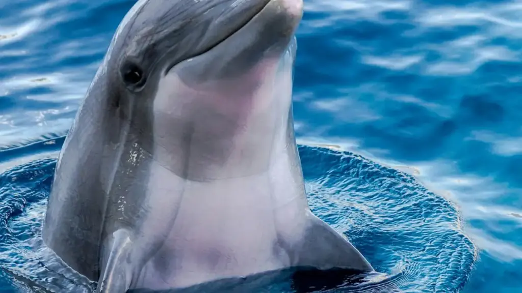 Wild bottlenose dolphin swimming near the ocean surface through natural marine water