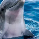 Wild bottlenose dolphin swimming near the ocean surface through natural marine water