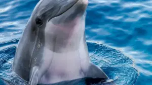 Wild bottlenose dolphin swimming near the ocean surface through natural marine water