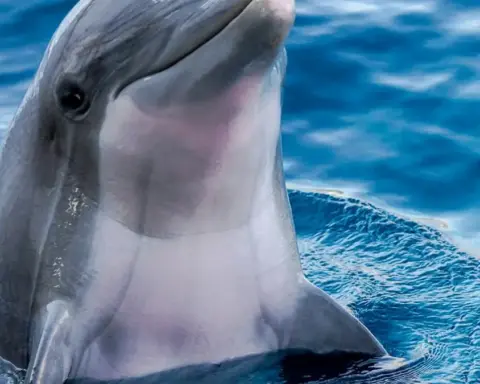 Wild bottlenose dolphin swimming near the ocean surface through natural marine water