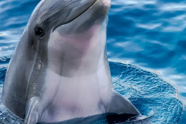 Wild bottlenose dolphin swimming near the ocean surface through natural marine water