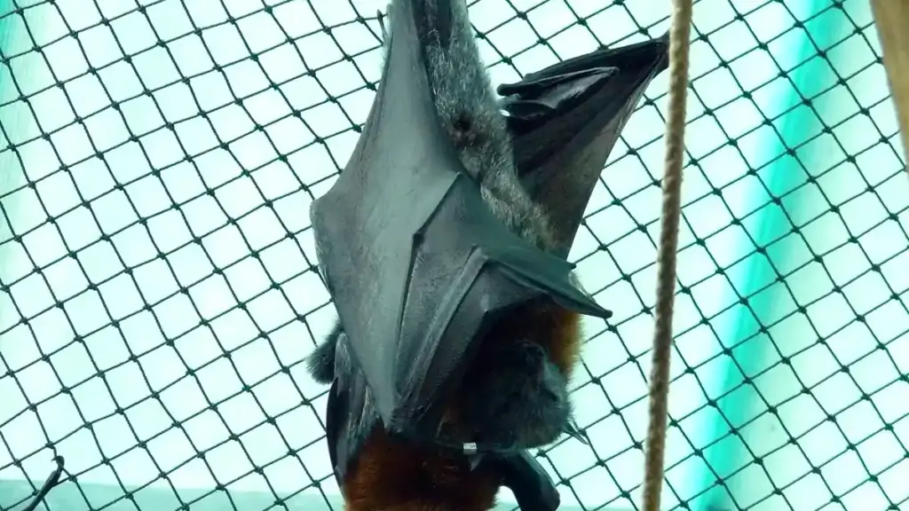 Grey-headed flying fox hanging upside down, showing its grey head and reddish-brown neck collar