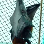 Grey-headed flying fox hanging upside down, showing its grey head and reddish-brown neck collar