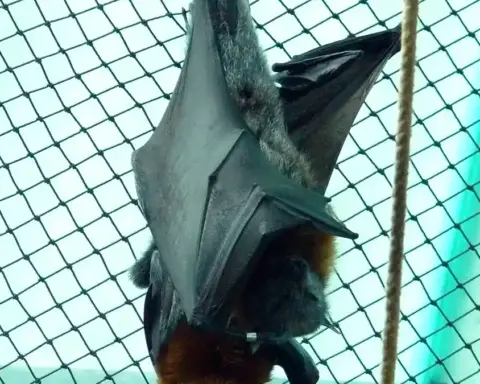 Grey-headed flying fox hanging upside down, showing its grey head and reddish-brown neck collar