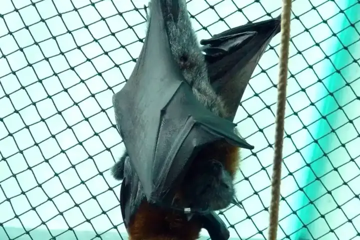 Grey-headed flying fox hanging upside down, showing its grey head and reddish-brown neck collar