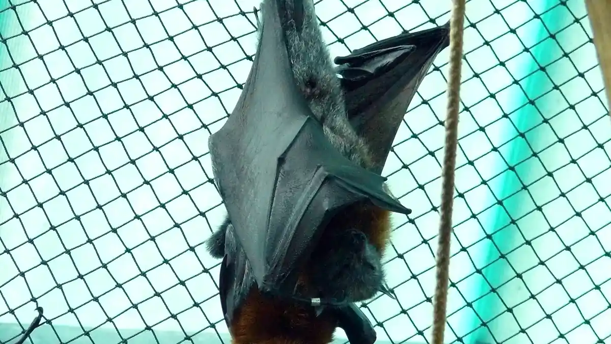 Grey-headed flying fox hanging upside down, showing its grey head and reddish-brown neck collar