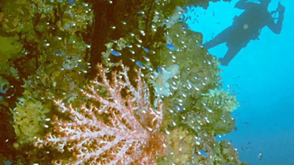 Scuba diver silhouetted beside coral-covered mast of a sunken WWII ship in Truk Lagoon, Micronesia