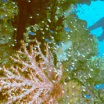 Scuba diver silhouetted beside coral-covered mast of a sunken WWII ship in Truk Lagoon, Micronesia