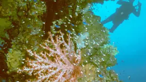 Scuba diver silhouetted beside coral-covered mast of a sunken WWII ship in Truk Lagoon, Micronesia