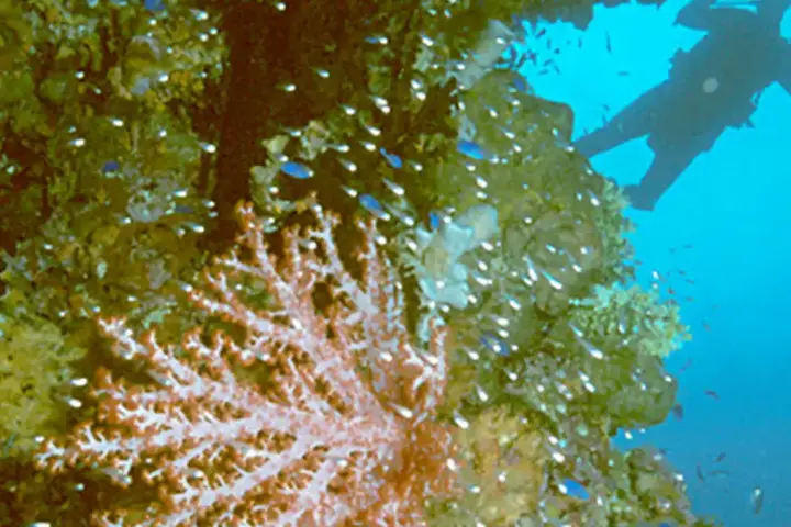 Scuba diver silhouetted beside coral-covered mast of a sunken WWII ship in Truk Lagoon, Micronesia