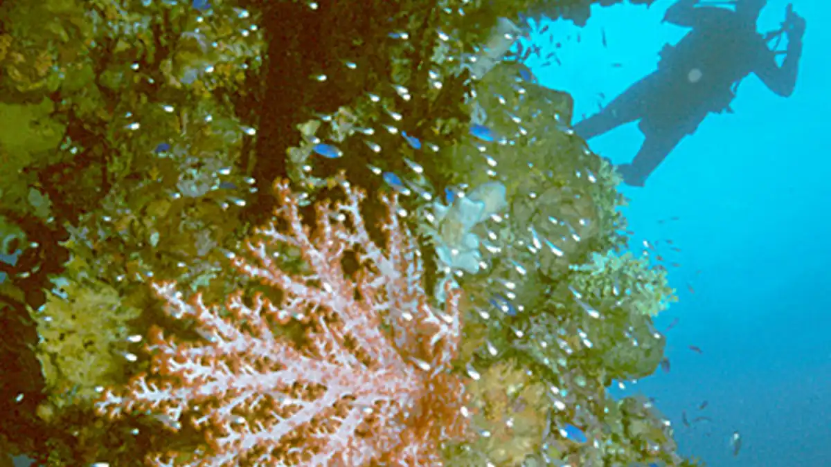 Scuba diver silhouetted beside coral-covered mast of a sunken WWII ship in Truk Lagoon, Micronesia