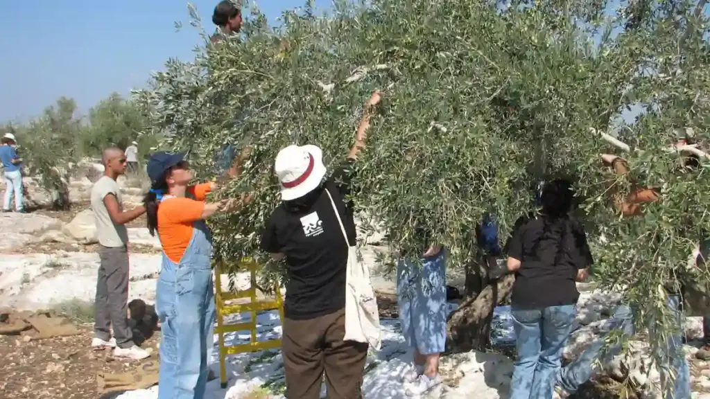 International and local volunteers picking olives together in a West Bank grove during the annual Palestinian olive harvest