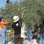 International and local volunteers picking olives together in a West Bank grove during the annual Palestinian olive harvest